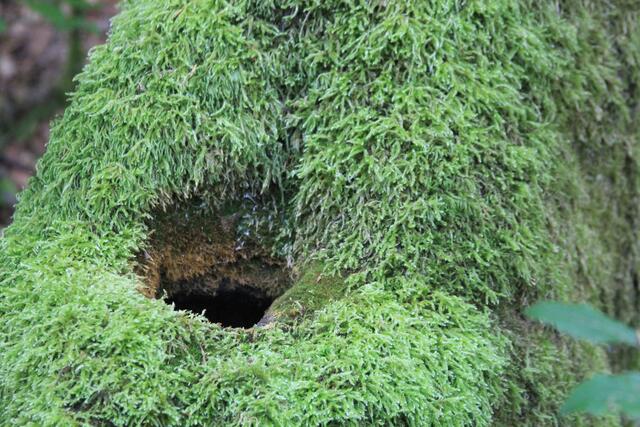🌳🌲🍁🍂Holz soweit das Auge reicht🍂🍁🌲🌳 | Foto: Ralf Röser