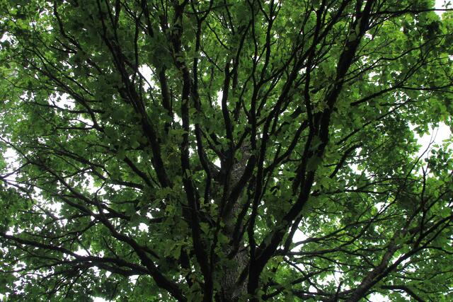 🌳🌲🍁🍂Holz soweit das Auge reicht🍂🍁🌲🌳 | Foto: Ralf Röser