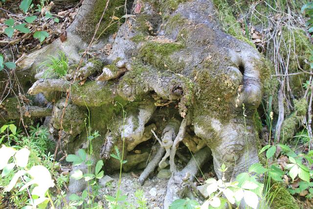 🌳🌲🍁🍂Holz soweit das Auge reicht🍂🍁🌲🌳 | Foto: Ralf Röser