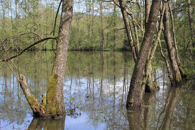 🌳🌲🍁🍂Holz soweit das Auge reicht🍂🍁🌲🌳 | Foto: Ralf Röser