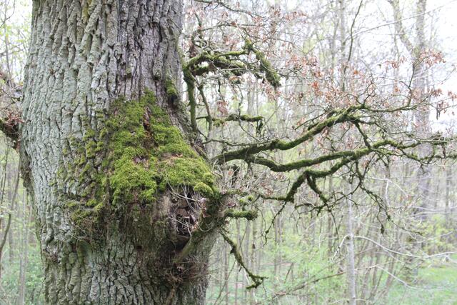 🌳🌲🍁🍂Holz soweit das Auge reicht🍂🍁🌲🌳 | Foto: Ralf Röser