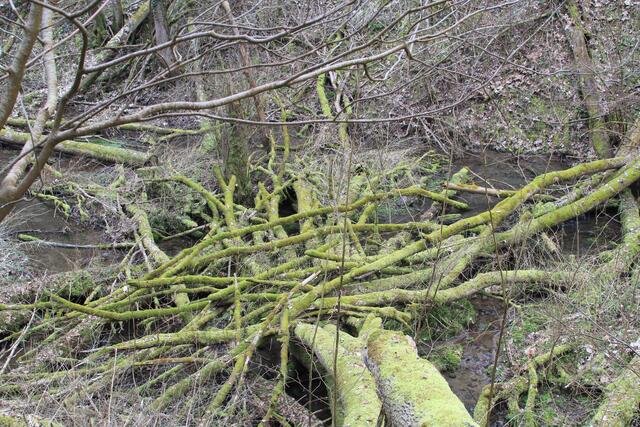 🌳🌲🍁🍂Holz soweit das Auge reicht🍂🍁🌲🌳 | Foto: Ralf Röser
