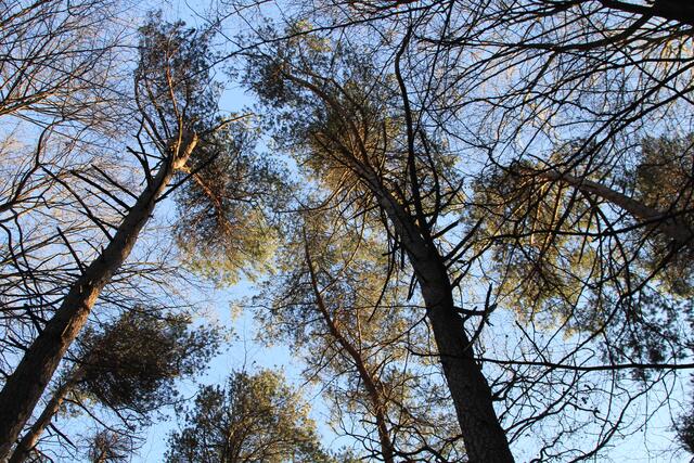 🌳🌲🍁🍂Holz soweit das Auge reicht🍂🍁🌲🌳 | Foto: Ralf Röser