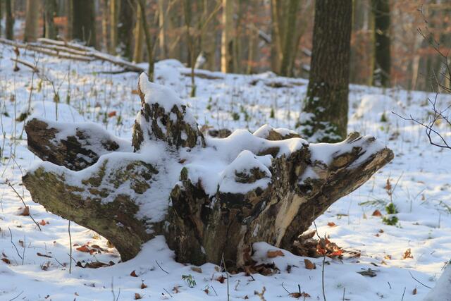 🌳🌲🍁🍂Holz soweit das Auge reicht🍂🍁🌲🌳 | Foto: Ralf Röser
