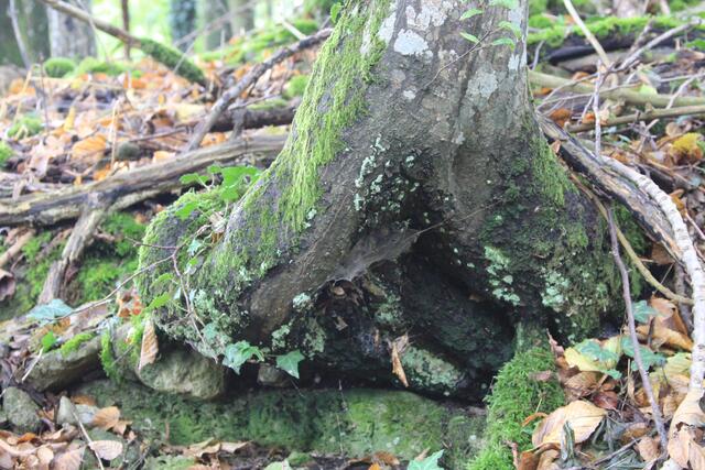 🌳🌲🍁🍂Holz soweit das Auge reicht🍂🍁🌲🌳 | Foto: Ralf Röser