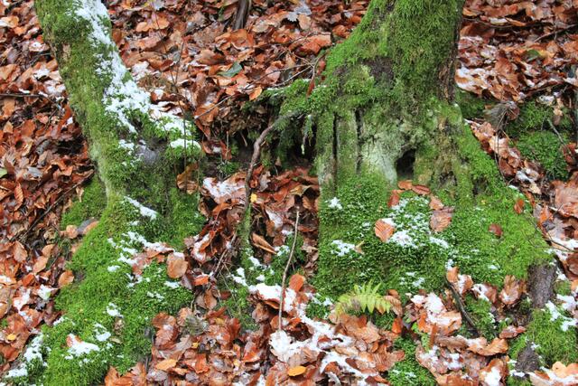 🌳🌲🍁🍂Holz soweit das Auge reicht🍂🍁🌲🌳 | Foto: Ralf Röser