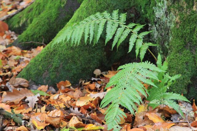 🌳🌲🍁🍂Holz soweit das Auge reicht🍂🍁🌲🌳 | Foto: Ralf Röser