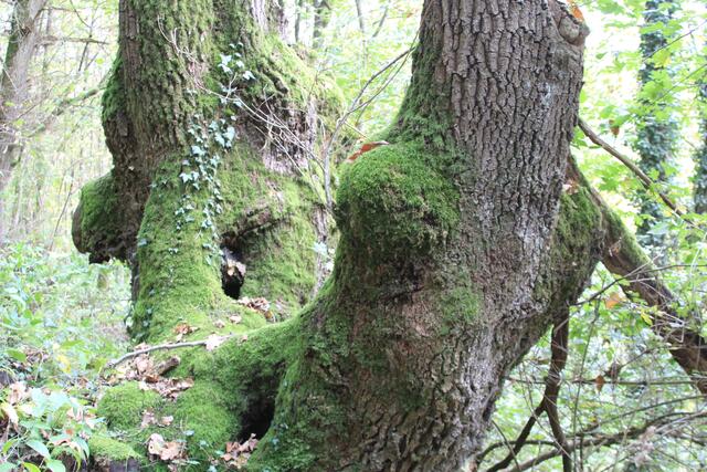 🌳🌲🍁🍂Holz soweit das Auge reicht🍂🍁🌲🌳 | Foto: Ralf Röser