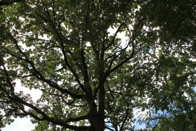 🌳🌲🍁🍂Holz soweit das Auge reicht🍂🍁🌲🌳 | Foto: Ralf Röser