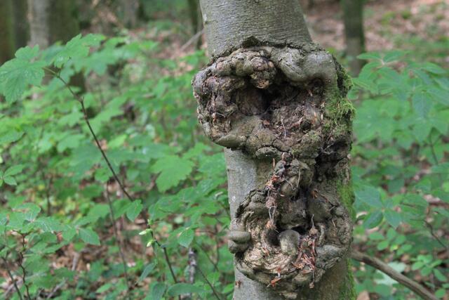 🌳🌲🍁🍂Holz soweit das Auge reicht🍂🍁🌲🌳 | Foto: Ralf Röser