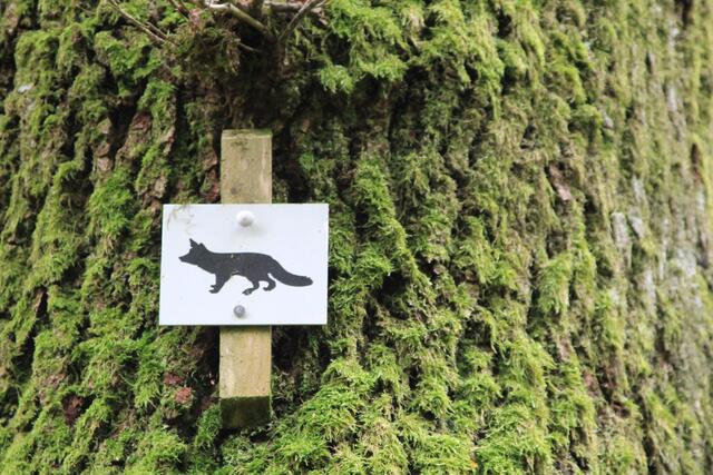 🌳🌲🍁🍂Holz soweit das Auge reicht🍂🍁🌲🌳 | Foto: Ralf Röser