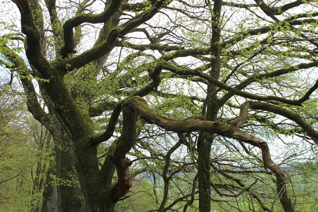 🌳🌲🍁🍂Holz soweit das Auge reicht🍂🍁🌲🌳 | Foto: Ralf Röser