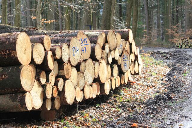 🌳🌲🍁🍂Holz soweit das Auge reicht🍂🍁🌲🌳 | Foto: Ralf Röser