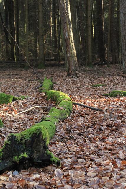 🌳🌲🍁🍂Holz soweit das Auge reicht🍂🍁🌲🌳 | Foto: Ralf Röser