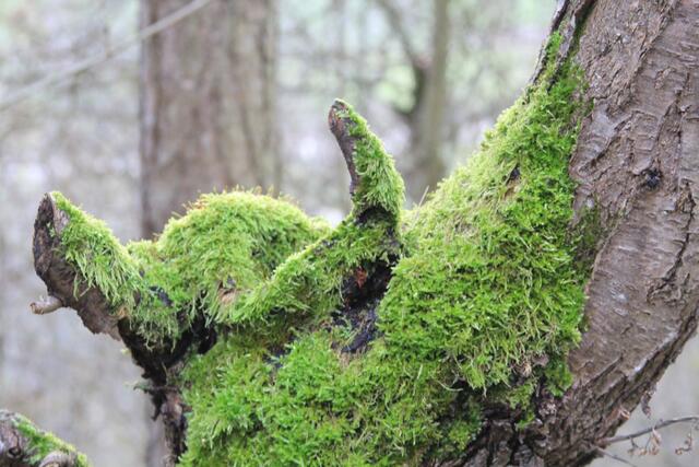 🌳🌲🍁🍂Holz soweit das Auge reicht🍂🍁🌲🌳 | Foto: Ralf Röser