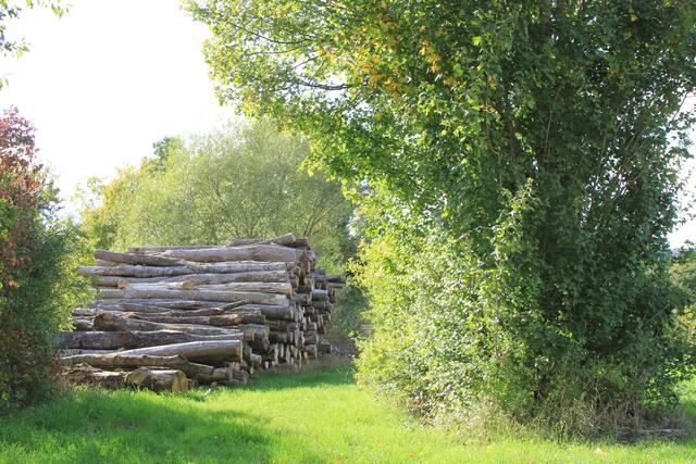 🌳🌲🍁🍂Holz soweit das Auge reicht🍂🍁🌲🌳 | Foto: Ralf Röser