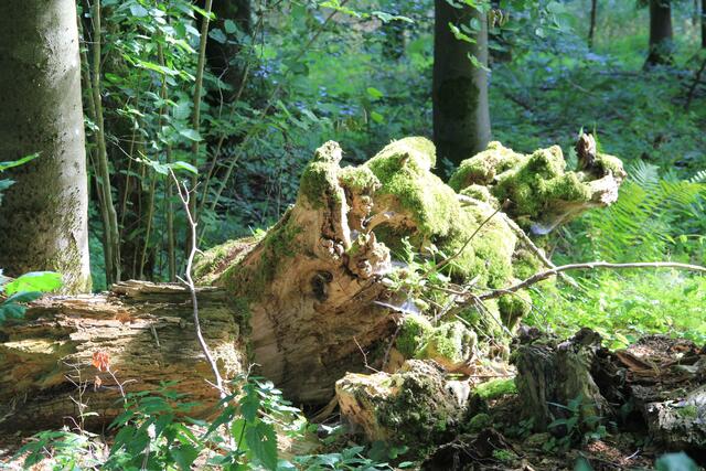 🌳🌲🍁🍂Holz soweit das Auge reicht🍂🍁🌲🌳 | Foto: Ralf Röser