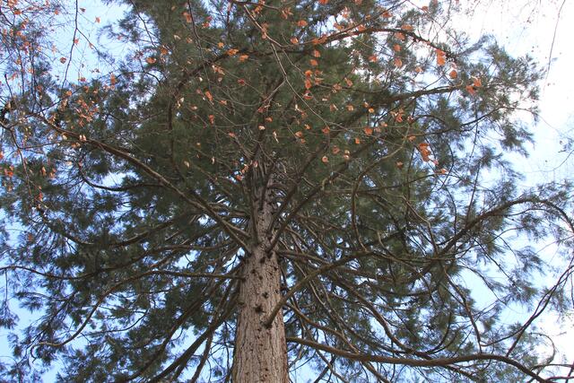 🌳🌲🍁🍂Holz soweit das Auge reicht🍂🍁🌲🌳 | Foto: Ralf Röser