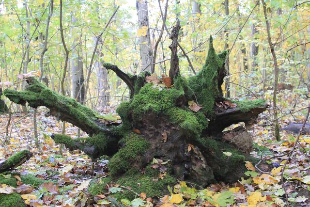 🌳🌲🍁🍂Holz soweit das Auge reicht🍂🍁🌲🌳 | Foto: Ralf Röser