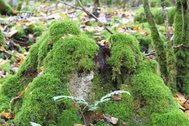 🌳🌲🍁🍂Holz soweit das Auge reicht🍂🍁🌲🌳 | Foto: Ralf Röser