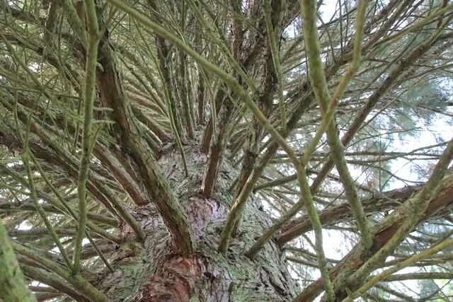 🌳🌲🍁🍂Holz soweit das Auge reicht🍂🍁🌲🌳 | Foto: Ralf Röser