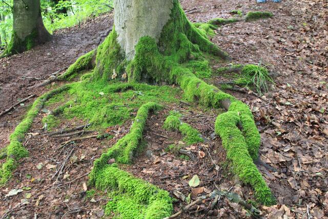 🌳🌲🍁🍂Holz soweit das Auge reicht🍂🍁🌲🌳 | Foto: Ralf Röser