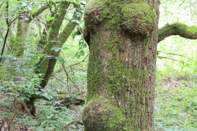 🌳🌲🍁🍂Holz soweit das Auge reicht🍂🍁🌲🌳 | Foto: Ralf Röser