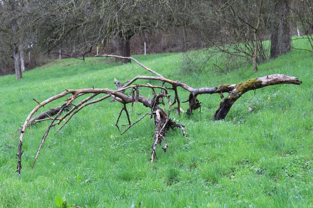 🌳🌲🍁🍂Holz soweit das Auge reicht🍂🍁🌲🌳 | Foto: Ralf Röser