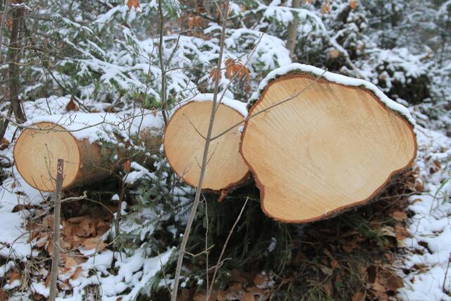 🌳🌲🍁🍂Holz soweit das Auge reicht🍂🍁🌲🌳 | Foto: Ralf Röser