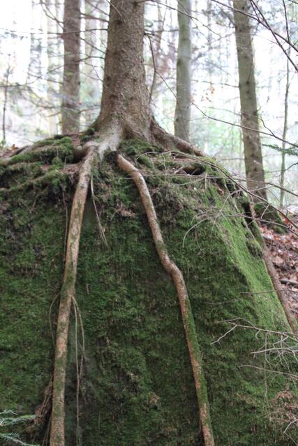 🌳🌲🍁🍂Holz soweit das Auge reicht🍂🍁🌲🌳 | Foto: Ralf Röser