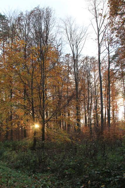 🌳🌲🍁🍂Holz soweit das Auge reicht🍂🍁🌲🌳 | Foto: Ralf Röser