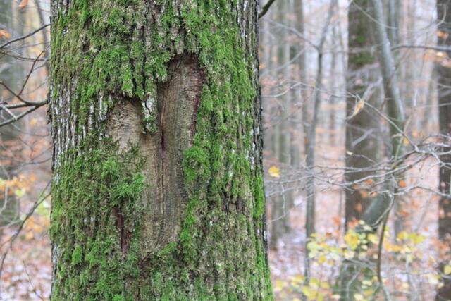 🌳🌲🍁🍂Holz soweit das Auge reicht🍂🍁🌲🌳 | Foto: Ralf Röser
