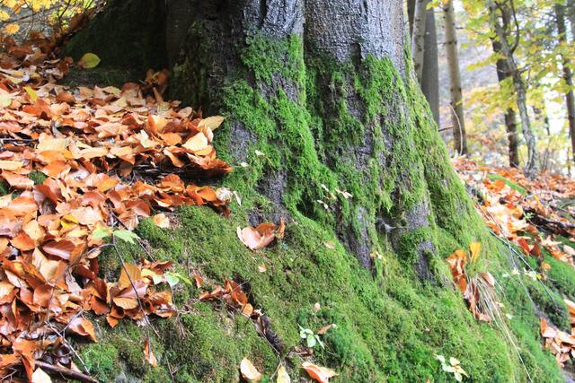 🌳🌲🍁🍂Holz soweit das Auge reicht🍂🍁🌲🌳 | Foto: Ralf Röser