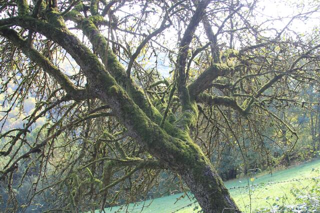 🌳🌲🍁🍂Holz soweit das Auge reicht🍂🍁🌲🌳 | Foto: Ralf Röser