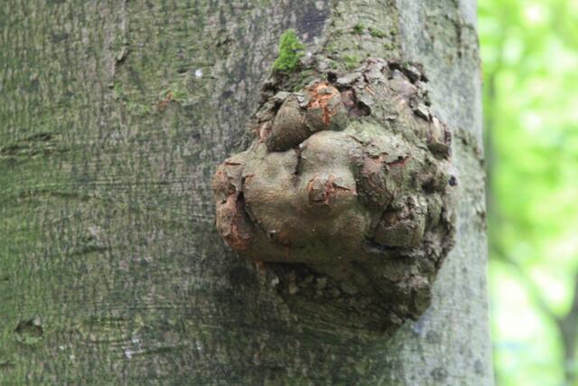 🌳🌲🍁🍂Holz soweit das Auge reicht🍂🍁🌲🌳 | Foto: Ralf Röser