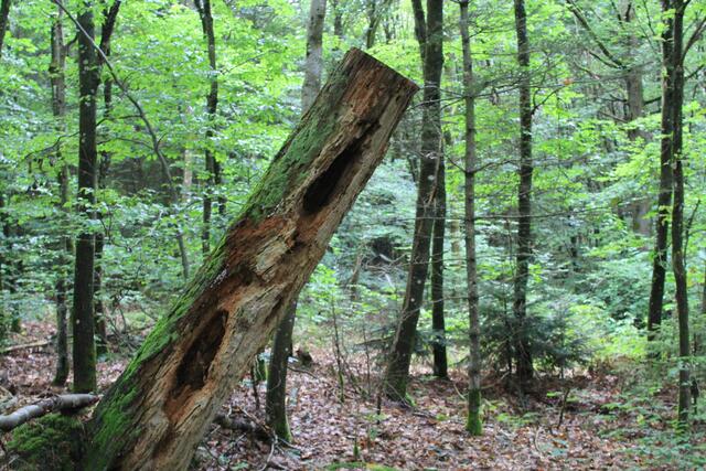 🌳🌲🍁🍂Holz soweit das Auge reicht🍂🍁🌲🌳 | Foto: Ralf Röser