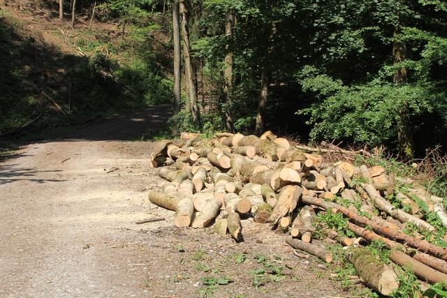 🌳🌲🍁🍂Holz soweit das Auge reicht🍂🍁🌲🌳 | Foto: Ralf Röser