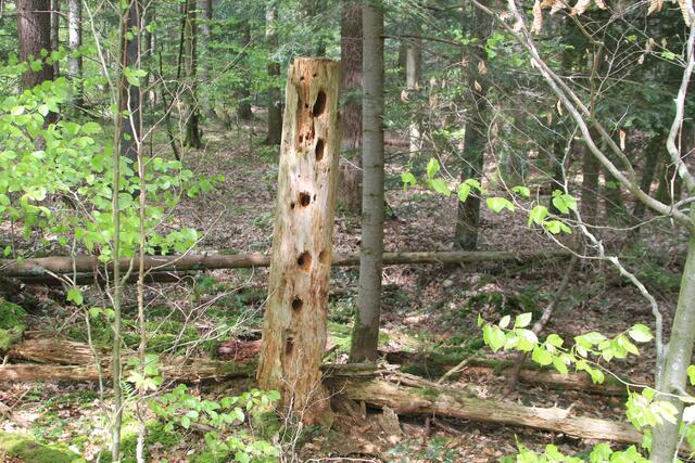 🌳🌲🍁🍂Holz soweit das Auge reicht🍂🍁🌲🌳 | Foto: Ralf Röser