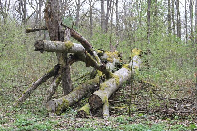 🌳🌲🍁🍂Holz soweit das Auge reicht🍂🍁🌲🌳 | Foto: Ralf Röser