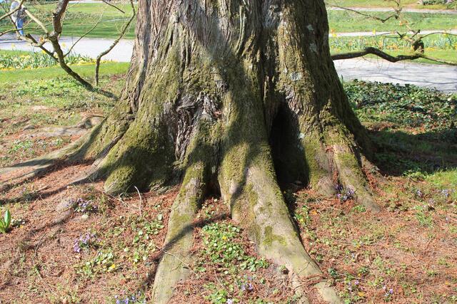 🌳🌲🍁🍂Holz soweit das Auge reicht🍂🍁🌲🌳 | Foto: Ralf Röser