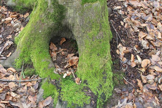 🌳🌲🍁🍂Holz soweit das Auge reicht🍂🍁🌲🌳 | Foto: Ralf Röser