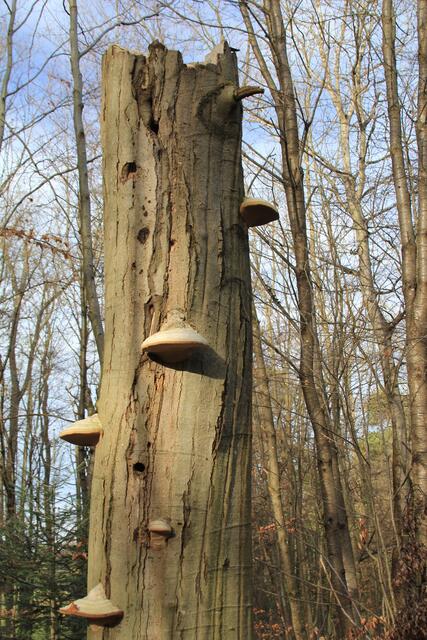 🌳🌲🍁🍂Holz soweit das Auge reicht🍂🍁🌲🌳 | Foto: Ralf Röser