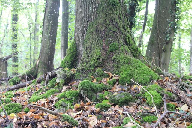 🌳🌲🍁🍂Holz soweit das Auge reicht🍂🍁🌲🌳 | Foto: Ralf Röser