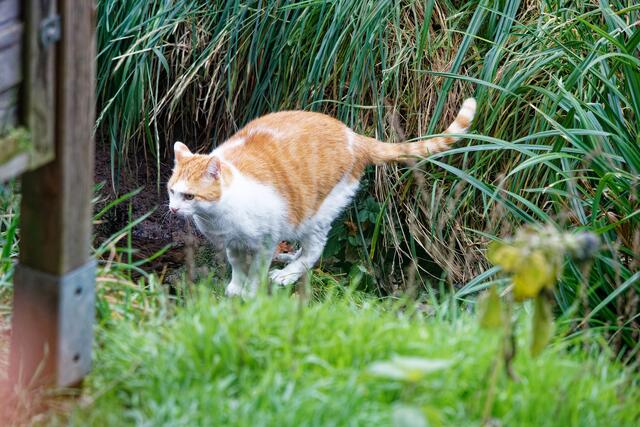 wie komme ich nur über den Bach ohne mir die Füße nass zu machen?
 | Foto: WKY