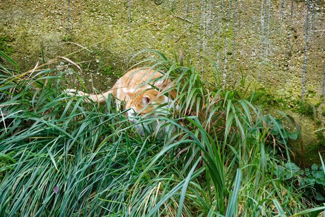 auf der anderen Bachseite | Foto: WKY