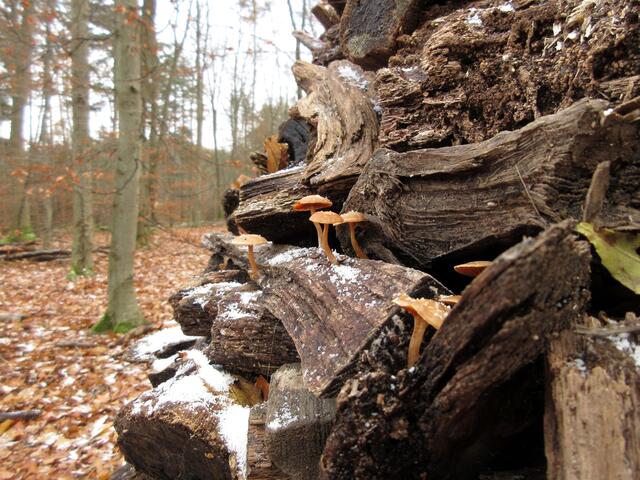 Hier siedeln sich bereits Pilze an, das Monument scheint schon etwas länger zu stehen | Foto: WandernGabyErich