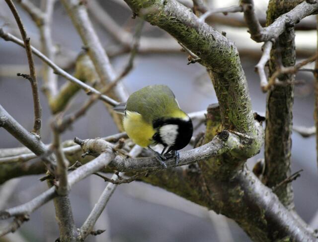 Da muss man schon ein bisschen energisch sein. | Foto: Daniela Somers
