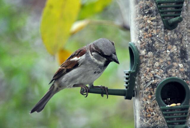 Mal sehen was ich jetzt nehmen will. | Foto: Daniela Somers