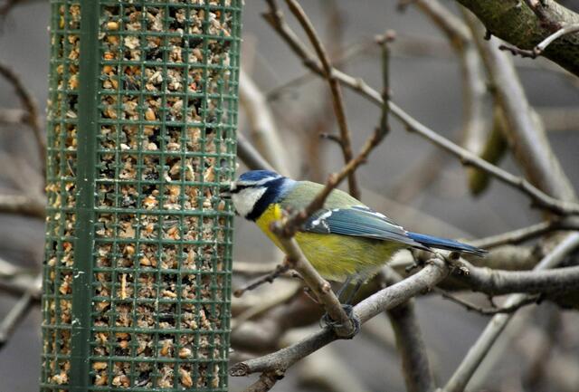 Ausssuchen und mitnehmen | Foto: Daniela Somers