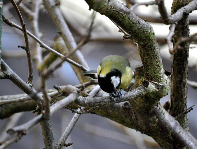 Nun kommt das Öffnen. | Foto: Daniela Somers